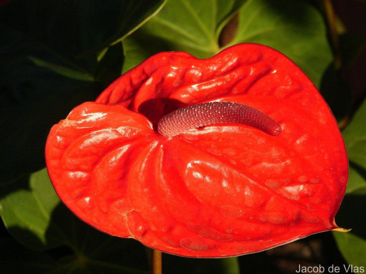 Anthurium andraeanum Linden ex André